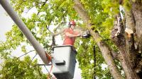 Rochester Tree Service Pros image 18